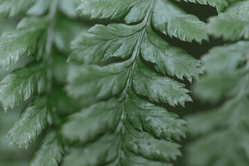 3 leaves of a fern 