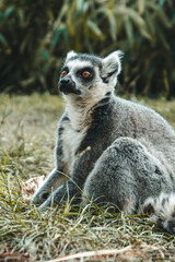 ring lemur
