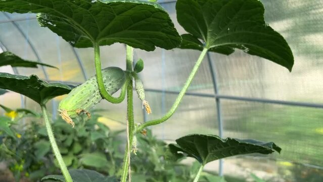 in summer, a cucumber blooms in a greenhouse of an enclosed ground