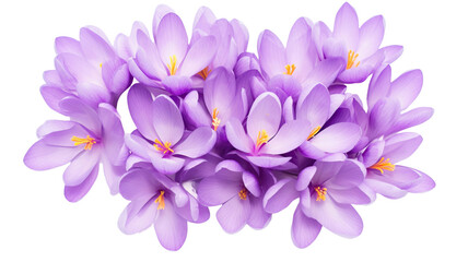 Purple crocus flowers isolated on a white background. Flat lay, top view 