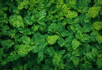 Green Leaves Pattern Background, Natural Lush Foliages of Leaf Texture Backgrounds.
