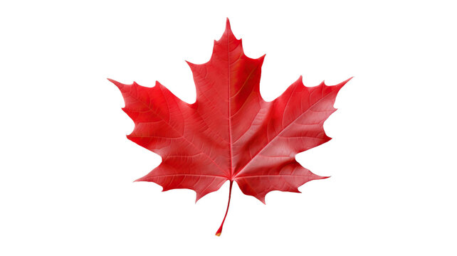 Red maple leaf isolated on transparent or white background