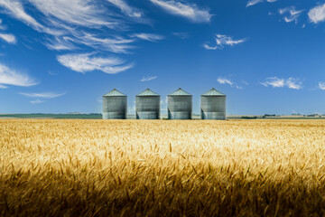 Grain silos overlooking a barley field before harvest on the Canadian prairie landscape in Rocky...