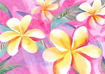 pink plumeria flowers 