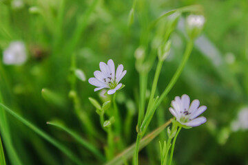 A close up flowers