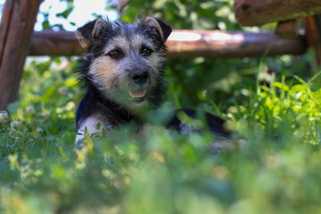 Portrait of a cute adopted dog smiling at camera standing on grass field. 