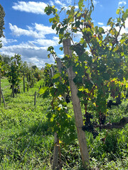 Fototapeta na wymiar in the vineyard