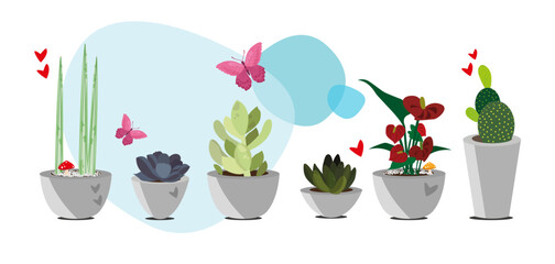 Sets of succulent plants in isolated pots