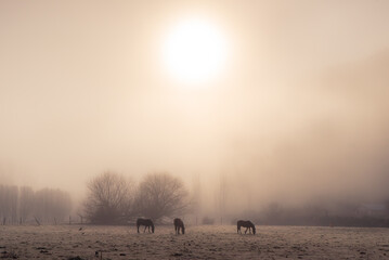 Horses in Patagonia Argentina
