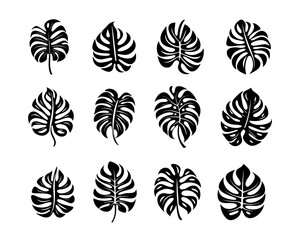 Monstera Vector Illustrations Collection