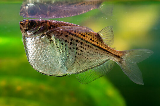 Common hatchetfish (Gasteropelecus sternicla)