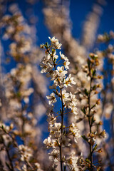 plum tree in spring Patagonia Argentina