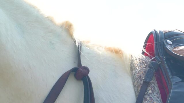 Slow motion shot of tent pegging horse in Pakistan 