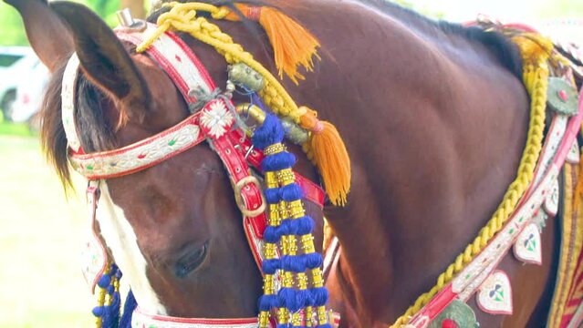 Slow motion shot of tent pegging horse in Pakistan 