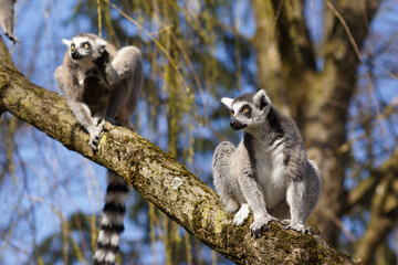 ring lemur catta family sitting on a tree
