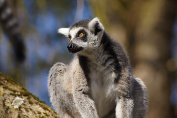 ring tailed lemur sitting on a tree © Gerald Sturm