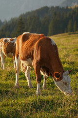 portrait of cows on the meadow at a countryside in the mountains