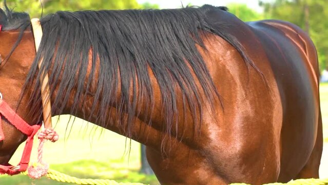 Slow motion shot of tent pegging horse in Pakistan 
