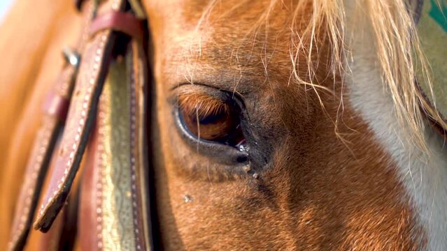Slow motion shot of tent pagging horse in Pakistan 