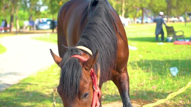 Slow motion shot of tent pagging horse in Pakistan 