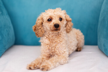 Miniature poodle on a blue sofa