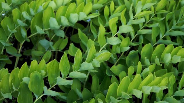 It's Polygonatum odoratum, also known as Solomon's seal - a graceful perennial plant with arching stems. It thrives in shady gardens and adds elegance with its unique foliage and delicate blooms.