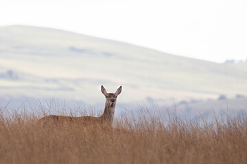 A red deer doe peers above the all grass whilst walking in the Peak district, England.