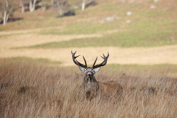 A Red deer stag bellowing loudly during the rut season in the Peak District, England.