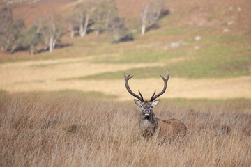 Naklejka na ściany i meble A red deer stag walking close to Curbar Edge in the Peak District.