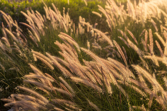 Cenchrus purpureus, synonym Pennisetum purpureum, also known as Napier grass, at sunset near the Mediterranean. Flora of Israel.