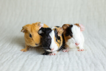 Closeup of adorable tricolour two-day-old guinea pig with its two siblings huddling together on couch staring shyly