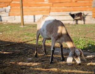 baby goat on a farm
