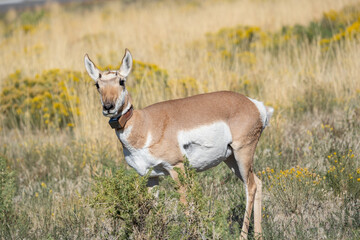 Pronghorn (Antilocapra americana) wearing a collar with tracking GPS seen near Gardiner, Montana