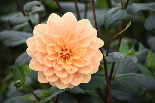 Closeup of a light orange Dahlia flower in full bloom, with dark green foliage and brown twigs of the plant in soft focus in the background.
