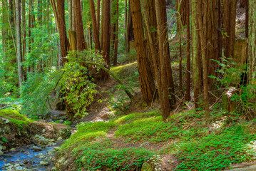Redwood forest with moss