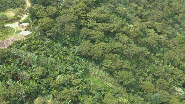 Aerial lateral panning over coffee plantation that has forest shadows