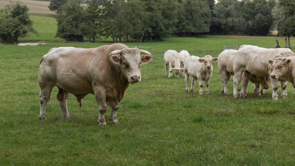 French Charolaise Bull in a field