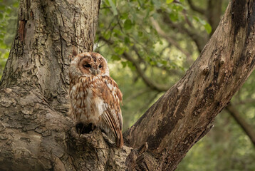 Tawny Owl in the foest sat in a tree