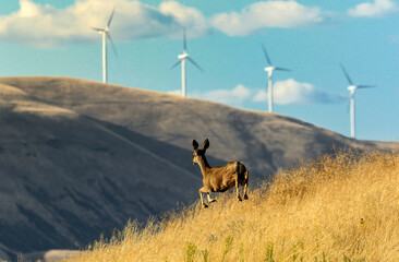 A young mule deer bounds along a rise on Gordon Ridge Road near Biggs, Oregon. The wind turbines are on the north side of the Columbia River near Maryhill, Washington. - obrazy, fototapety, plakaty
