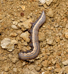 Aedia leucomelas on the wet ground.