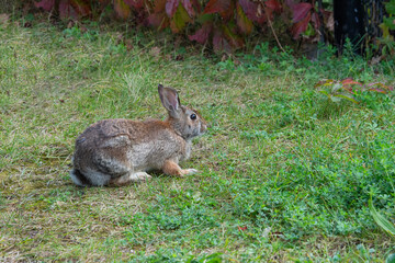 Wary hare in a clearing