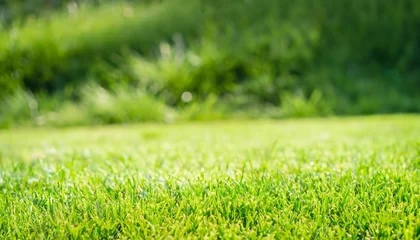 Rolgordijnen Fresh green grass. Lawn background in sunny summer day. © SolaruS