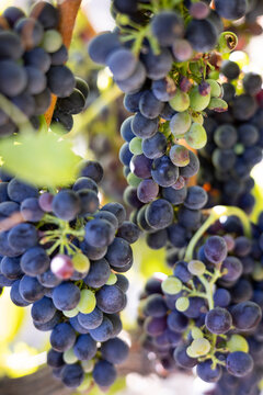 Bunch of red wine grapes growing on a vine in a vineyard
