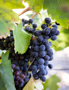 Bunch of red wine grapes growing on a vine in a vineyard