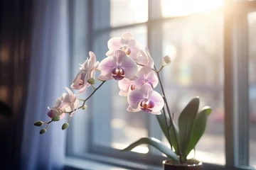 Fototapeten flower and leaves of the phalaenopsis orchid in a flower pot on the windowsill in the house. Care of a houseplant. Home garden. Room interior decoration © InfiniteStudio