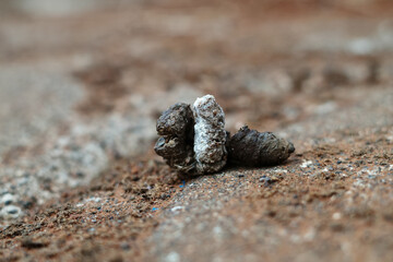 chicken droppings in the yard