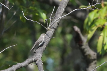 grey streaked flycatcher in a forest