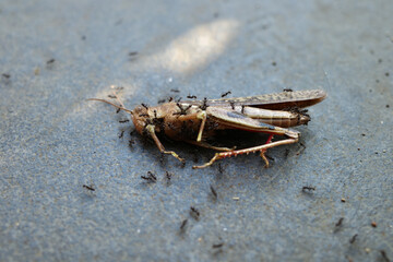 grasshoppers are eaten by ants