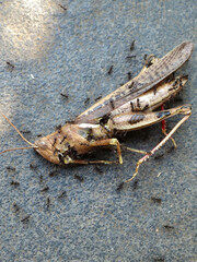 grasshoppers are eaten by ants