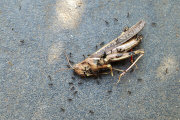 grasshoppers are eaten by ants
